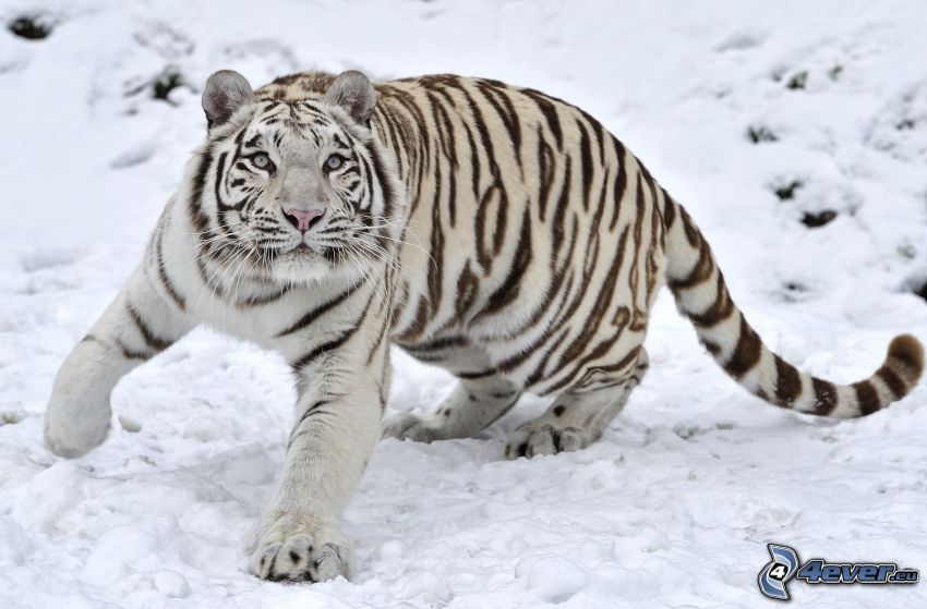 vit tiger, snö