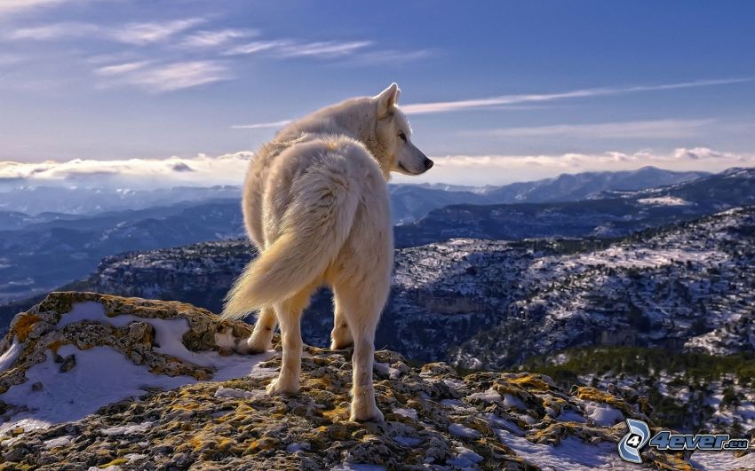 vit varg, utsikt över landskap