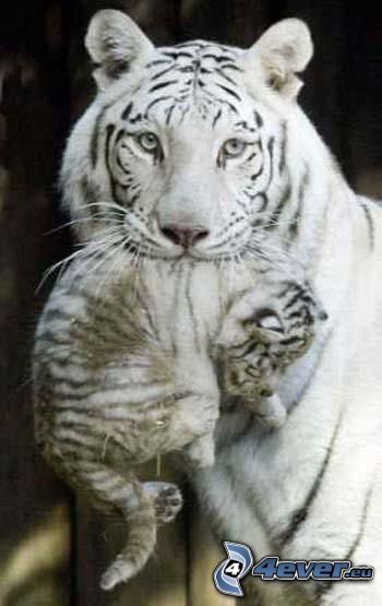 vita tigrar, unge