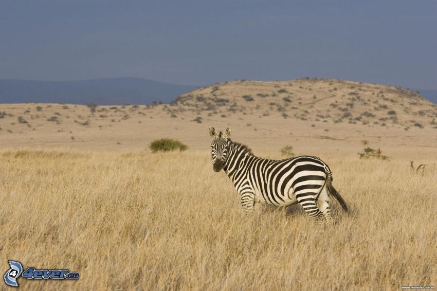 zebra, åker, kulle