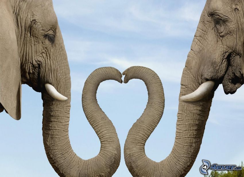 hjärta, snablar, elefanter