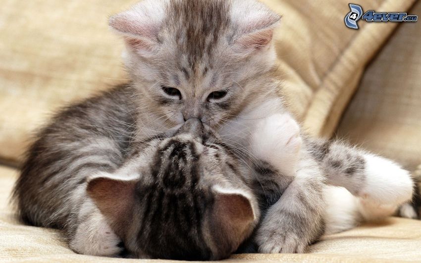 katter, kyss