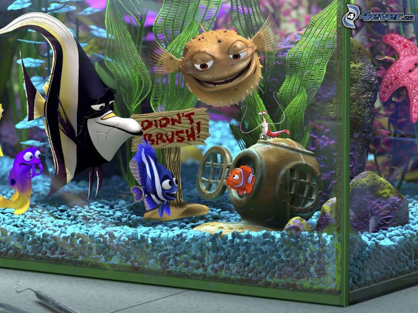 Nemo, akvarium, Hitta Nemo