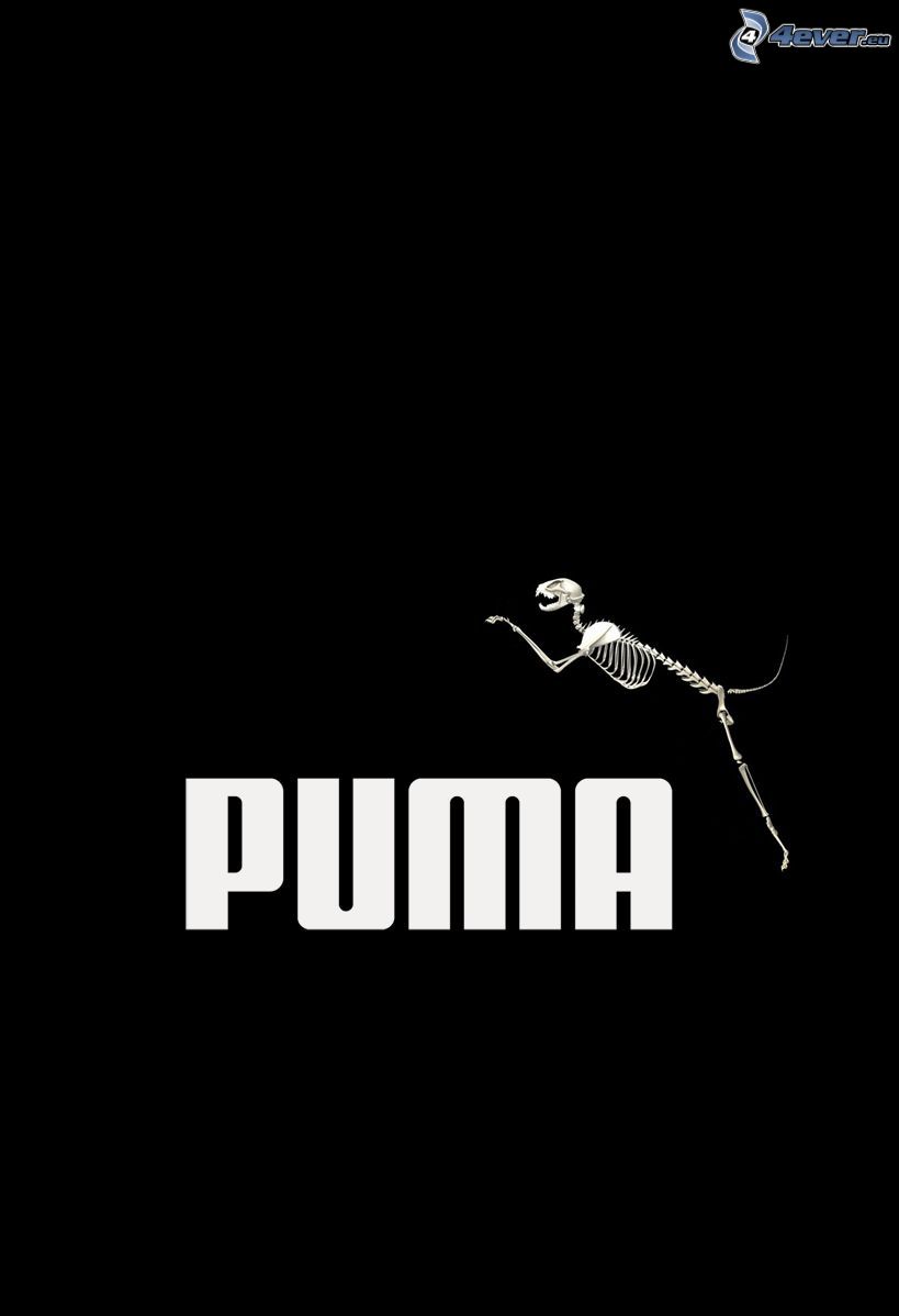 Puma, skelett