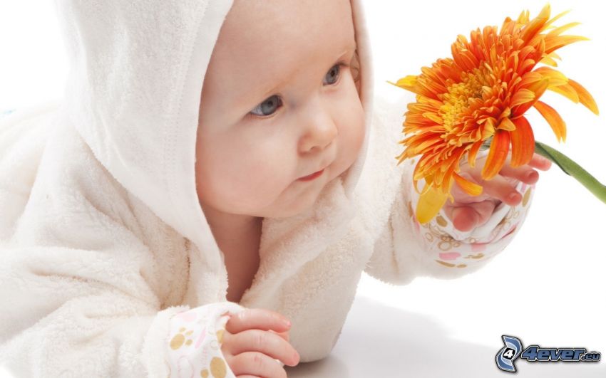 bebis, blomma