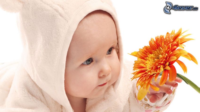 bebis, gerbera, blomma