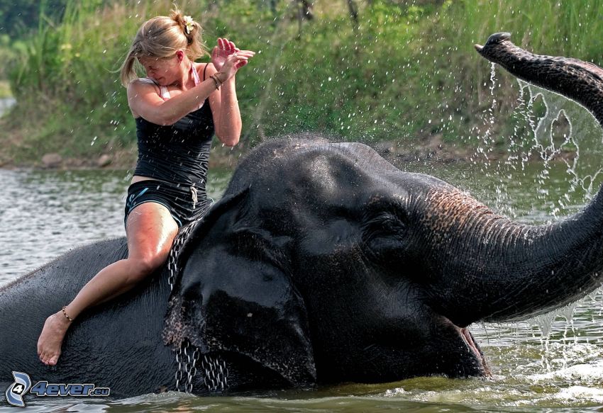 resa på elefant, Thailand