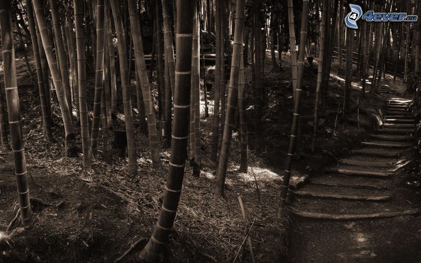 bambuskog, stig genom skog, svartvitt foto