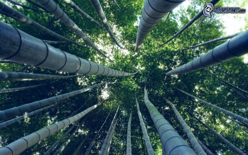 bambuskog, trädstammar