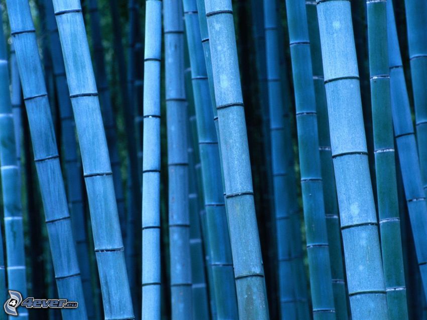 bambuskog