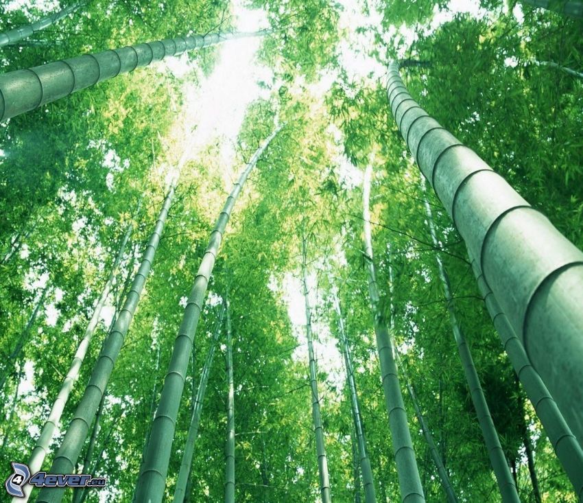 bambuskog