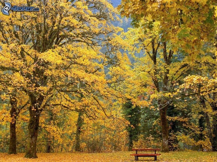 bänk i park, gula träd, nedfallna löv