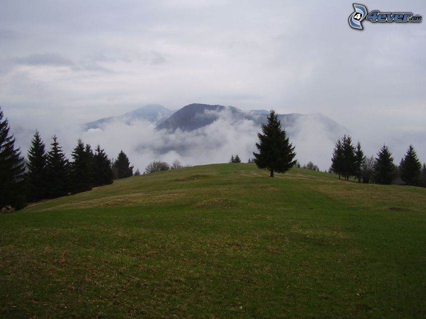 Dedovo, Slovakien, äng, berg i molnen, barrträd