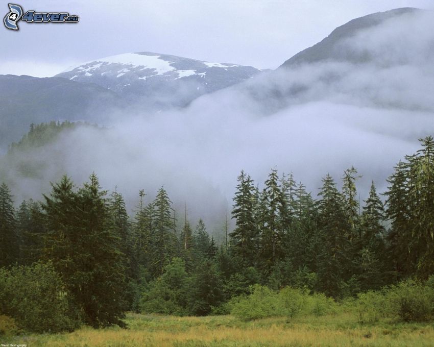 dimma över skog, berg, barrskog