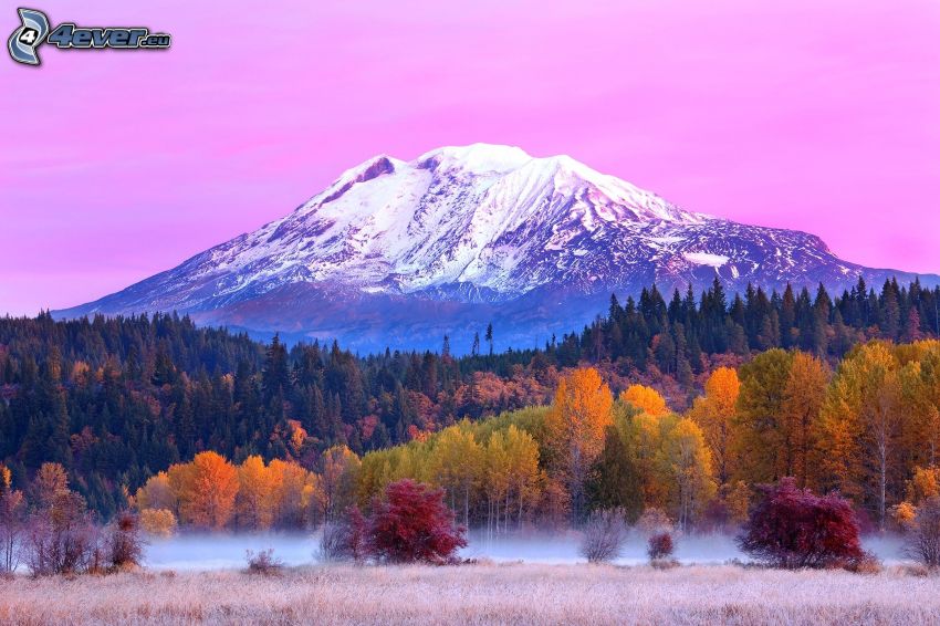 Mount Adams, snöigt berg, höstskog, lila himmel