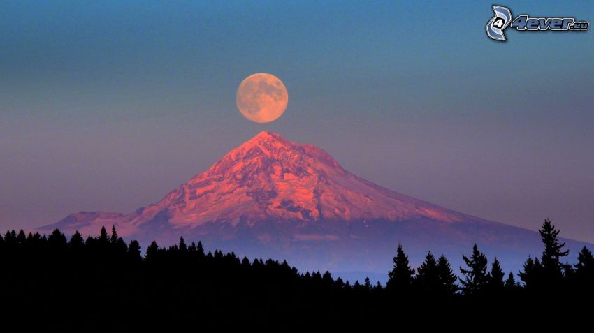 Mount Hood, orange måne, silhuett av skog