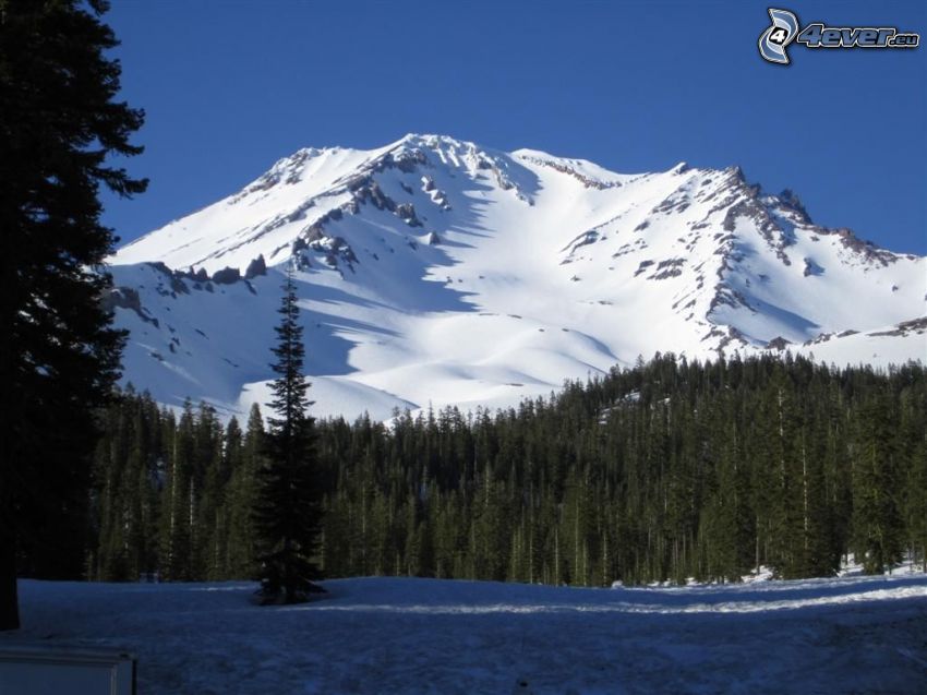 Mount Shasta, snöigt berg, skog