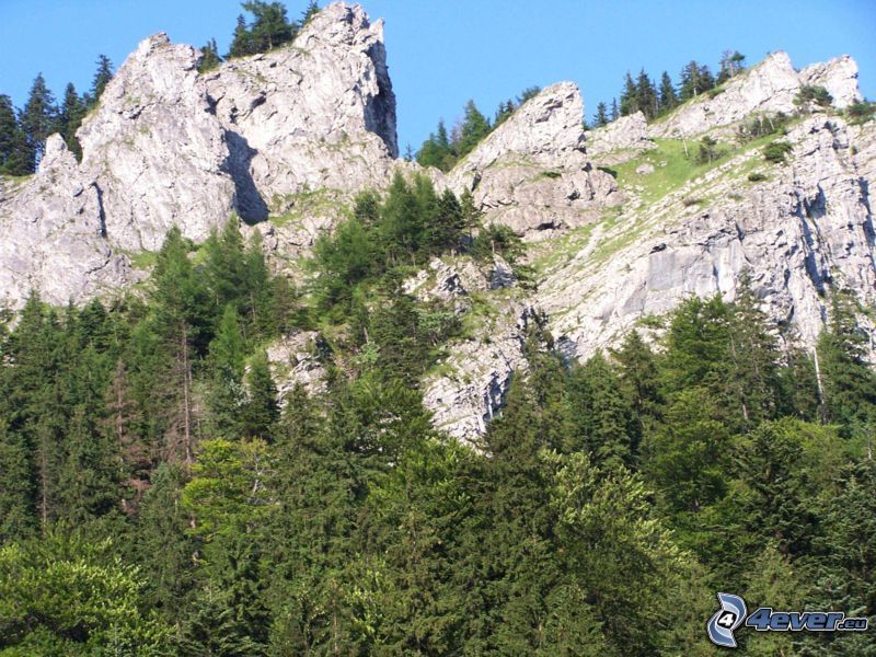 natur, berg, skog