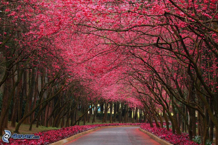 blommande träd, park, trottoar, rosa blommor