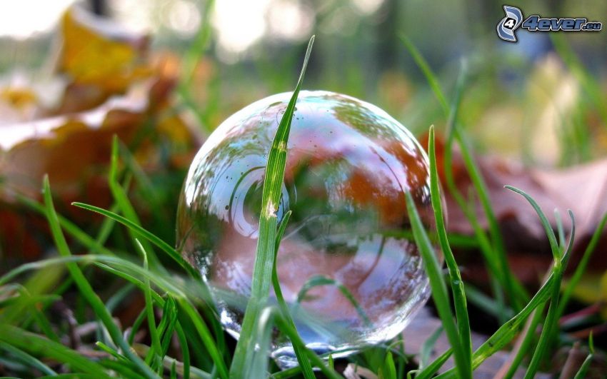 bubbla, gräs