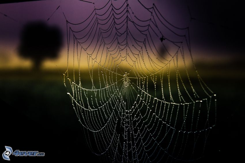 daggtäckt spindelnät