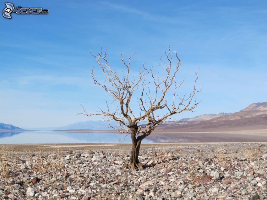 Death Valley, torrt träd, sjö