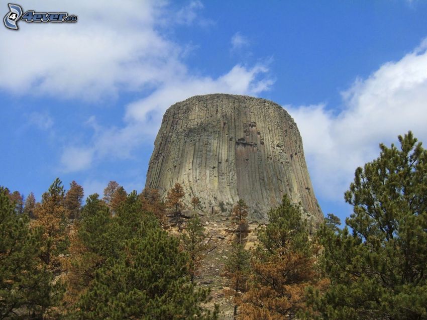 Devils Tower, klippa, barrträd