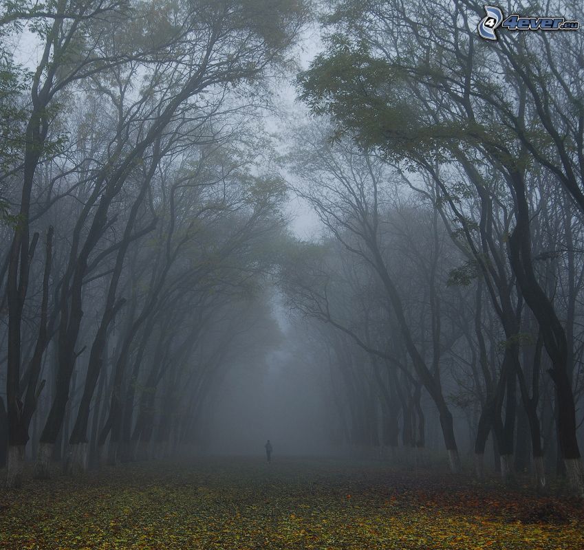 dimma i skog, nedfallna löv, människa
