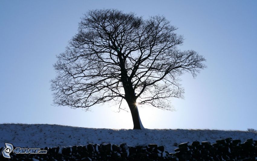 ensamt träd, snö