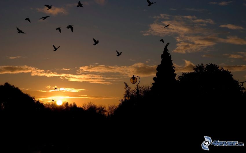 fågelflock, solnedgång, siluetter