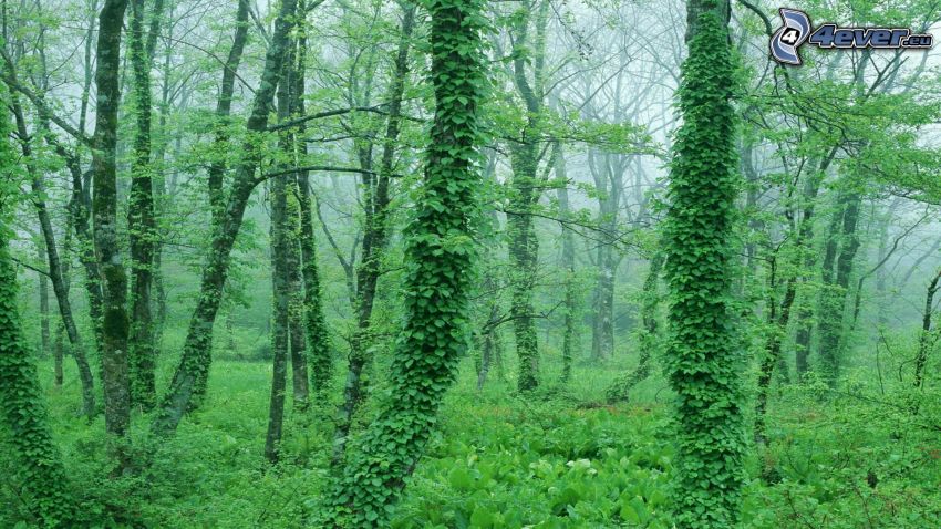 grön skog, grönska