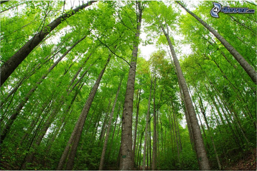 grön skog, träd, trädstammar, gröna blad