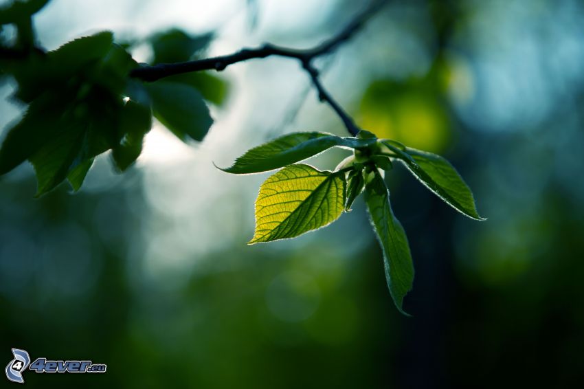 gröna blad på gren