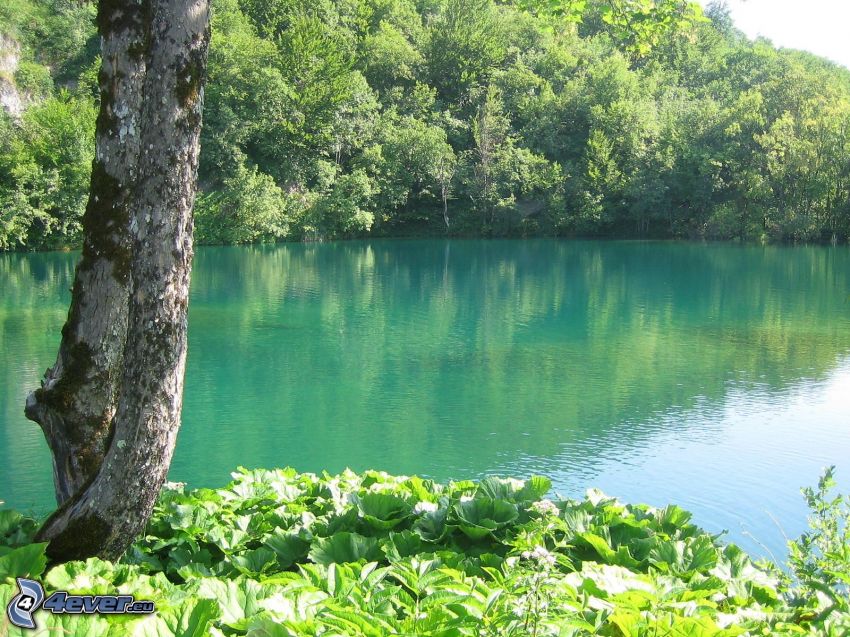 grönt vatten, sjö i skogen, Slovakisla Paradiset