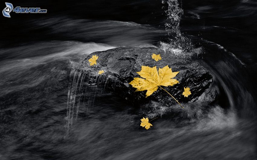 gult löv, vatten