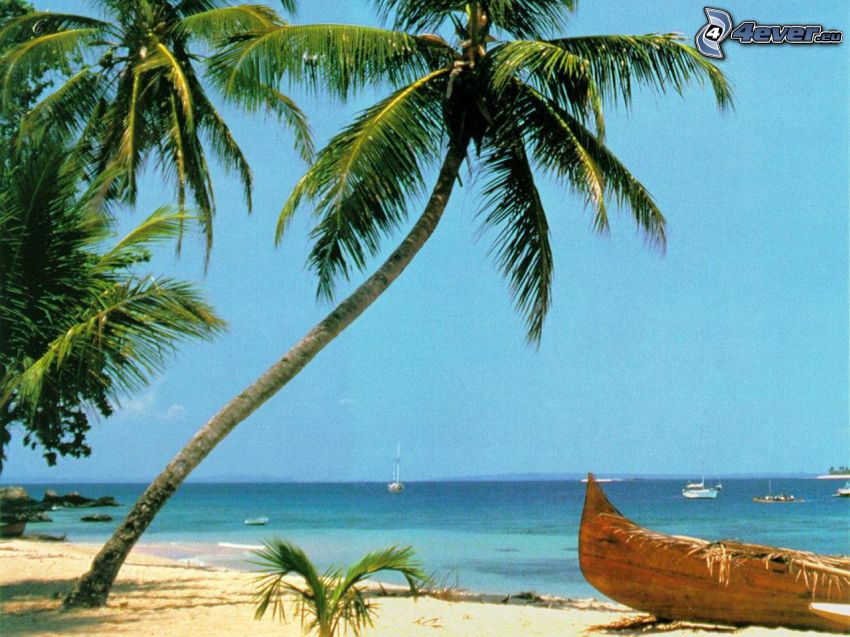gammal båt på stranden, palm, hav, sand