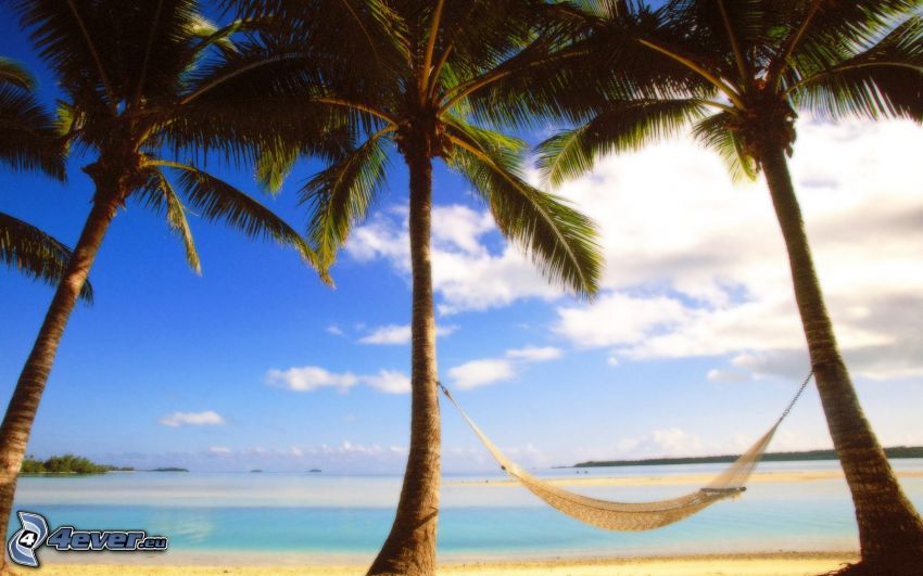 hängmatta, palmer på strand, hav