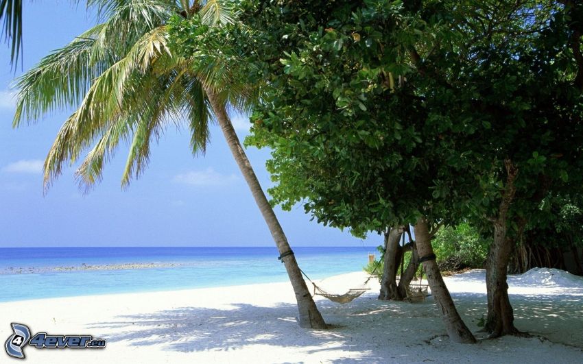 hav, palmer på strand, hängmatta