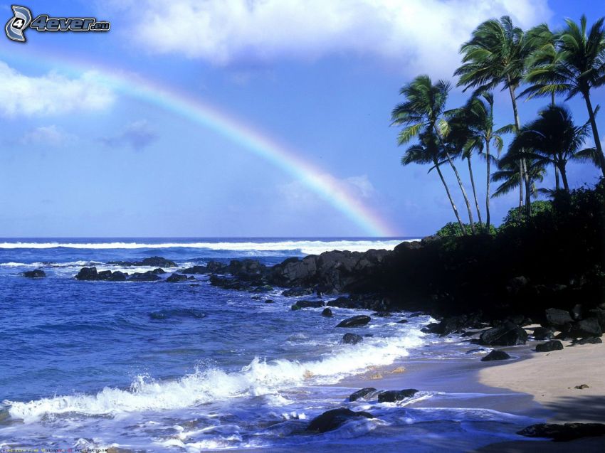 kust, palmer, hav, regnbåge
