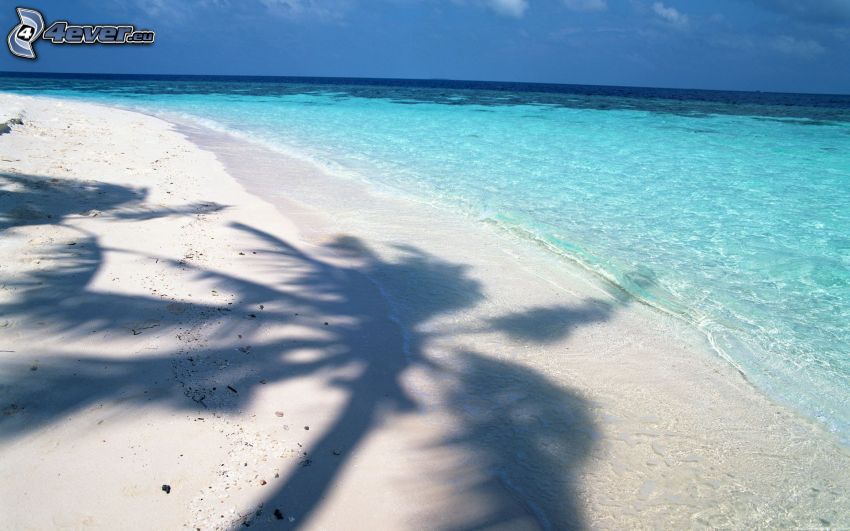 palm, skugga av träd, sandstrand, azurblå hav