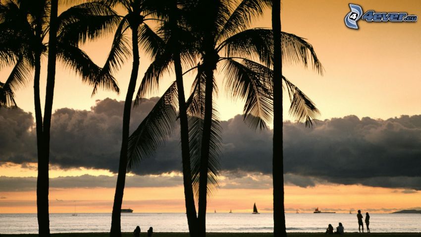 palmer, hav, kvällshimmel