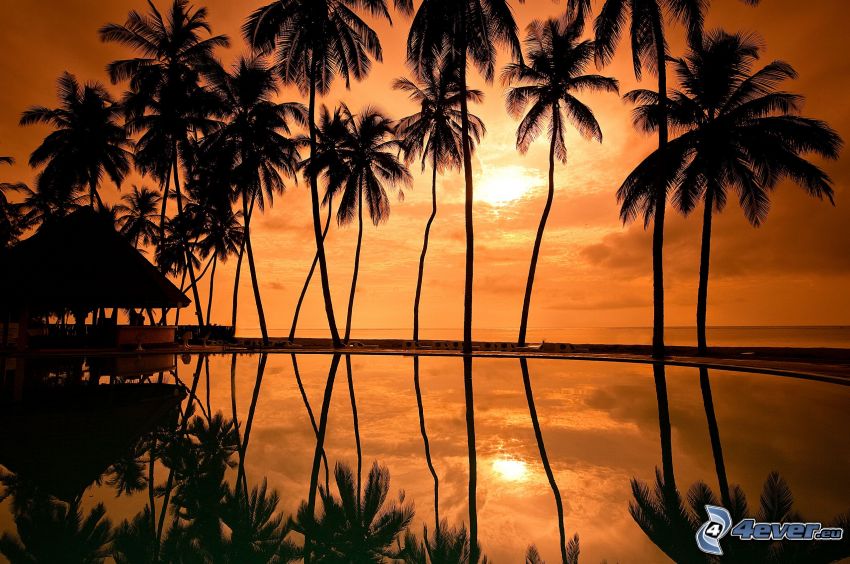 palmer, siluetter av träd, solnedgång över hav, orange himmel