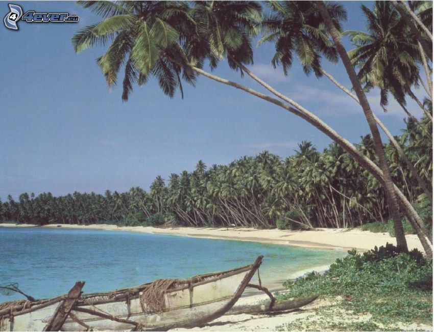 palmer på strand, båt