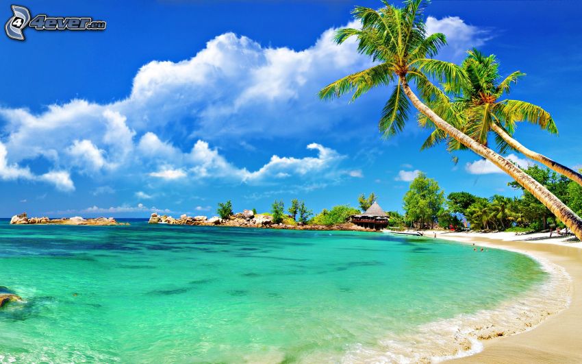 palmer på strand, hav, hus vid havet