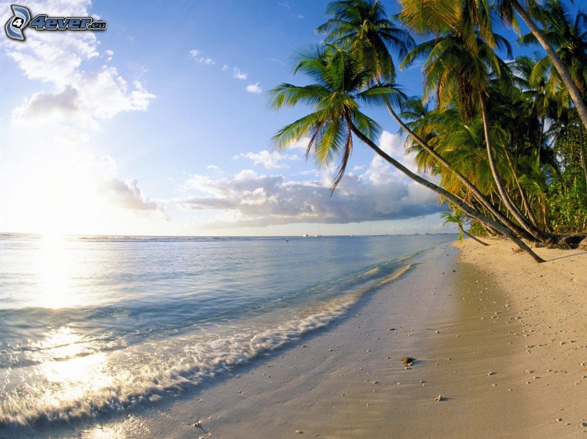palmer på strand, hav