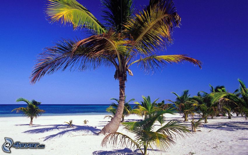palmer på strand, hav