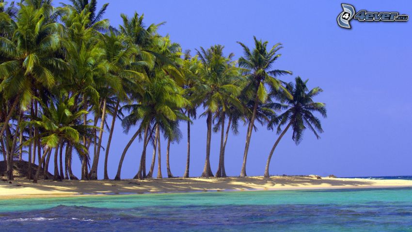palmer på strand, kust, azurblå hav