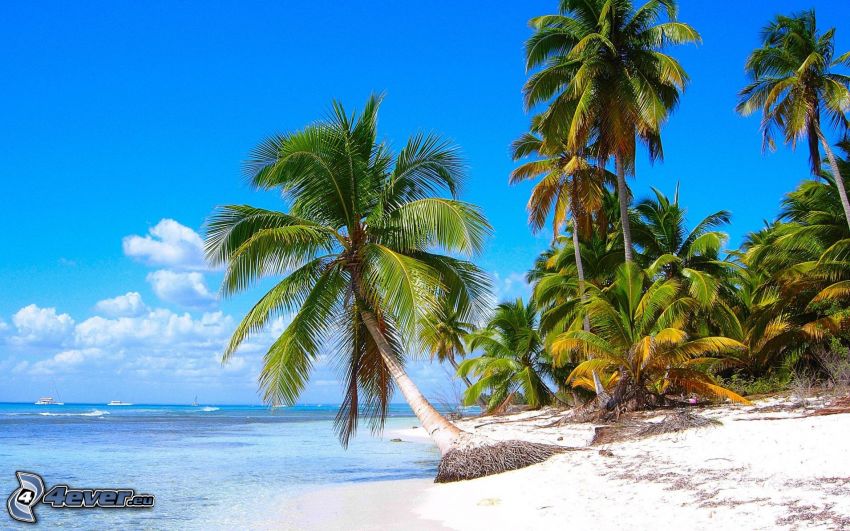 palmer på strand, öppet hav