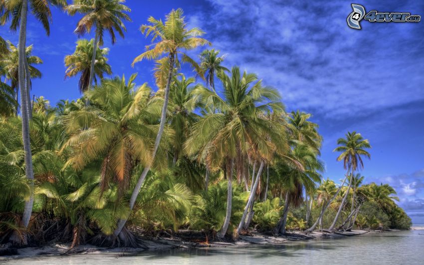palmer vid havet, kust, HDR