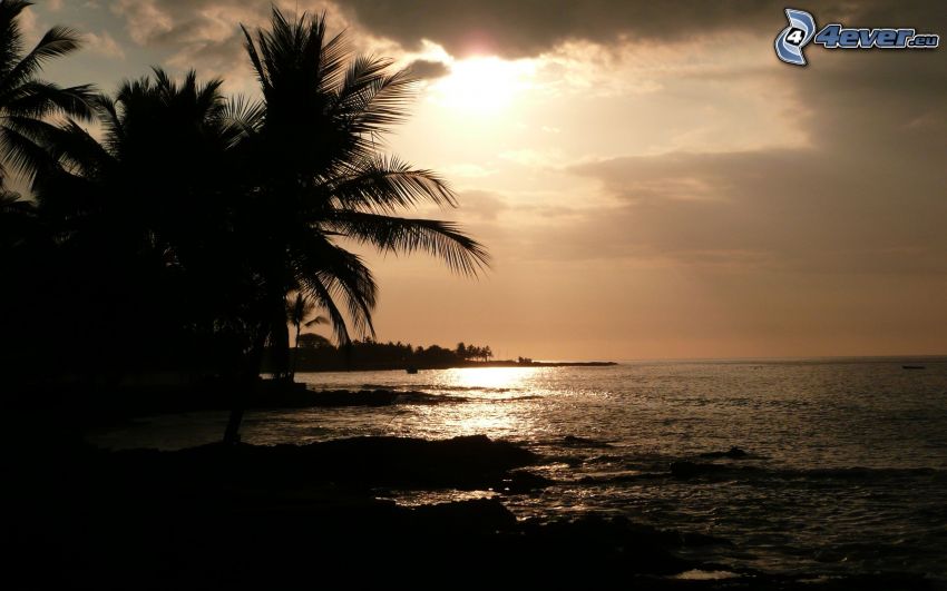 palmer vid solnedgången, hav, strand